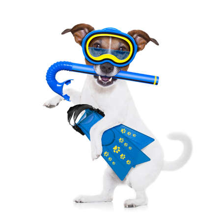 snorkeling scuba diving jack russell dog  with mask and fins ,  isolated on white backgroundの写真素材