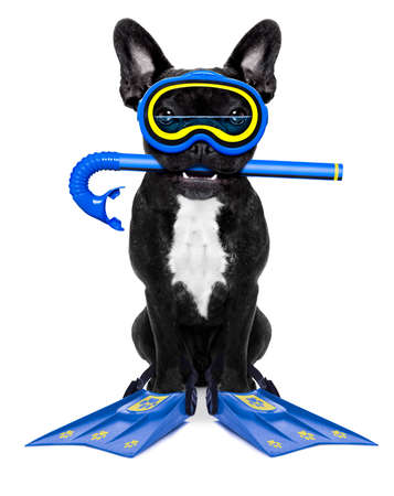 Snorkeling scuba diving french bulldog dog  with mask and fins , isolated on white backgroundの写真素材