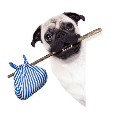 pug dog abandoned and left all alone on the road or street, with luggage bag  , begging to come home to owners,の写真素材