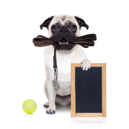 pug dog with leather leash ready for a walk with owner, holding  blank empty blackboard or placard, isolated on  white backgroundの写真素材