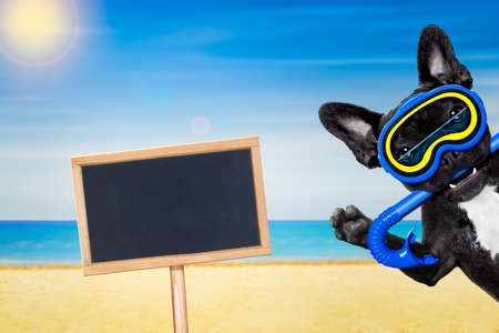 Snorkeling scuba diving french bulldog dog  with mask and fins , behind banner, with blackboard or placard at the beach on summer  vacation holidaysの写真素材