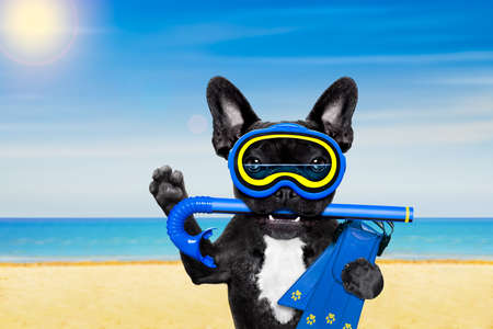 Snorkeling scuba diving french bulldog dog  with mask and fins , at the beach on summer  vacation holidaysの写真素材