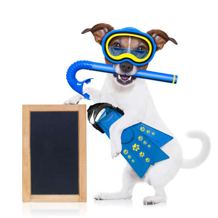snorkeling scuba diving jack russell dog  with mask and fins , holding  blank blackboard or placard,  isolated on white backgroundの写真素材
