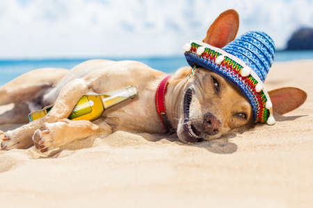 chihuahua dog  relaxing and resting , drunk  on the sand at the beach on summer vacation holidays, ocean shore behindの写真素材