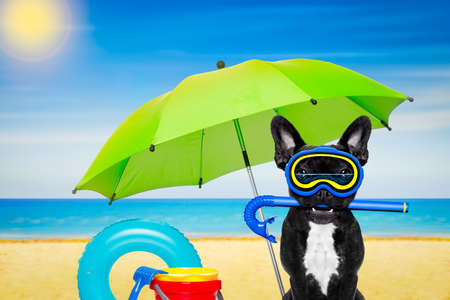 Snorkeling scuba diving french bulldog dog  with mask and fins and umbrella,at the beach, ocean shore and sun as backgroundの写真素材