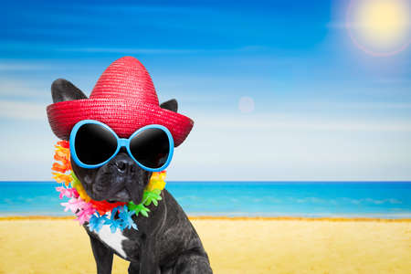 french bulldog dog at the beach with hat and sunglasses , relaxing summer vacation holidays, ocean shore as backgroundの写真素材