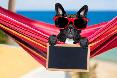 french bulldog dog relaxing on a fancy red  hammock  blank banner, placard or blackboard,  on summer vacation holidays at the beachの写真素材