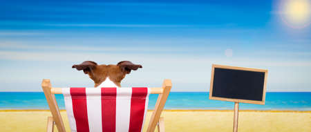 jack russell dog on a  beach chair or hammock at the beach  relaxing on summer vacation holidays, ocean shore as background, blackboard or placard includedの写真素材