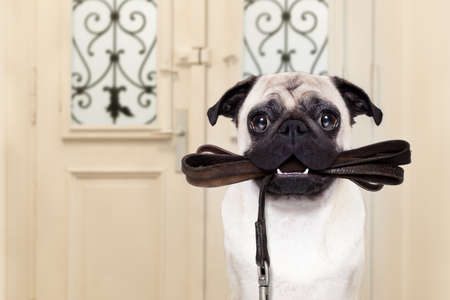 pug dog  waiting a the door at home with leather leash in mouth , ready to go for a walk with his owner