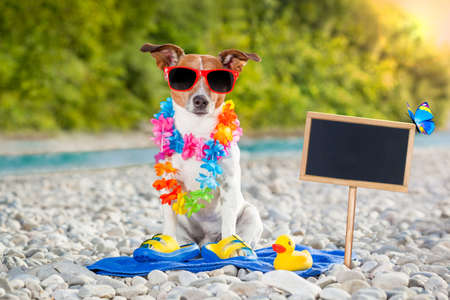 jack russell dog on summer vacation holidays at the river, rubber duck and placard or blackboard includedの写真素材