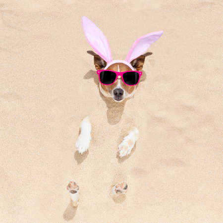 easter bunny ears jack russell dog , at the beach buried in sand , on spring easter holidaysの写真素材