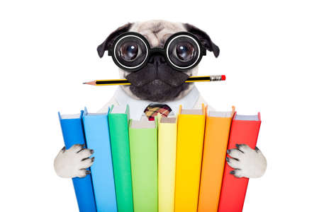cool  school pug dog, with stack of books and pencil in mouth ,isolated on white backgroundの写真素材