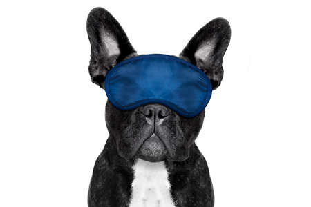 french bulldog dog  resting ,sleeping or having a siesta  with   eye mask, isolated on white backgroundの写真素材