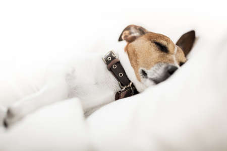 jack russell terrier dog  in bed , having a siesta and relaxing or sleeping and dreaming in bedroomの写真素材