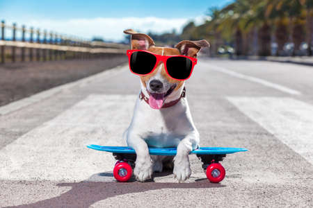 jack russell terrier dog  riding a skateboard as a skater , with sunglasses in summer vacation close to the beachの写真素材