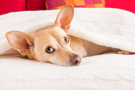 chihuahua dog  sleeping under the blanket in bed the  bedroom, ill ,sick or tired, sheet covering its headの写真素材