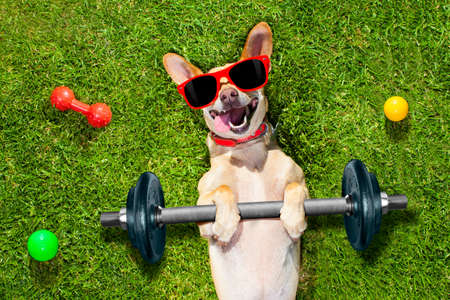chihuahua dog doing and exercising sport with Dumbbell bar in the park meadow lying on grass, trying very hardの写真素材