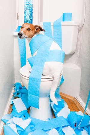 jack russell terrier, sitting on a toilet seat with digestion problems or constipation looking very...
