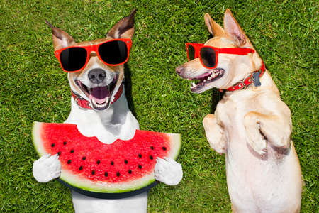 couple of  funny  and laughing dogs with sunglasses,  on grass or meadow in park    on summer vacation holidays , one eating a fresh watermelonの写真素材