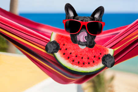 french bulldog dog relaxing on a fancy red  hammock  with red sunglasses, on summer vacation holidays at the beach, eating a fresh juicy watermelonの写真素材