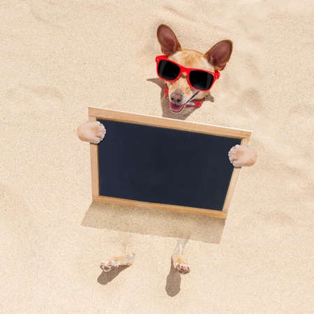 chihuahua    dog  buried in the sand at the beach on summer vacation holidays ,  wearing red sunglasses, holding a blank banner or placard blackboardの写真素材