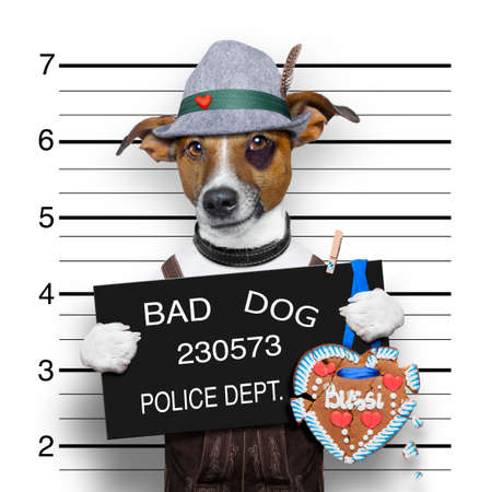 bavarian german jack russell dog with  gingerbread and hat, mugshot at police stationの写真素材