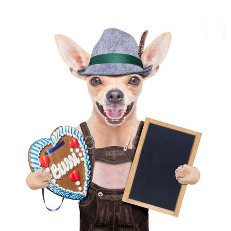 bavarian german chihuahua dog with  gingerbread and hat, with blackboard or placard banner ,  isolated on white background , ready for the beer celebration festival in munichの写真素材