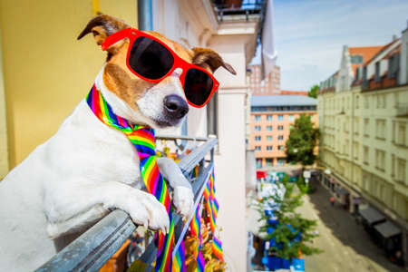 crazy funny gay dog proud of human rights ,sitting and waiting, with rainbow flag , isolated on white backgroundの写真素材
