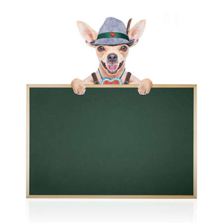 bavarian german chihuahua dog with  gingerbread and hat, with blackboard or placard banner ,  isolated on white background , ready for the beer celebration festival in munichの写真素材