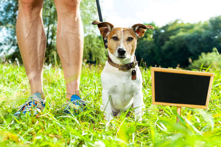 jack russell dog with owner and leather leash ready to go for a walk or walkies , outdoors outside at the park or riverの写真素材