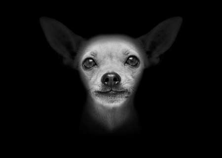 chihuahua dog isolated on black dark background looking at you frontal, isolatedの写真素材