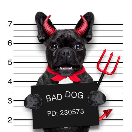 halloween devil pug dog crying in a mugshot, caught on with photo  camera, in police station jail