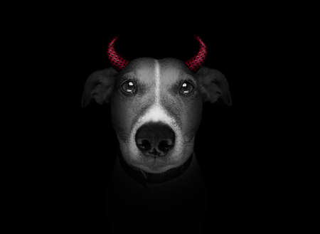 halloween  witch jack russell dog  dressed as a bad devil with horns, isolated on black dark...