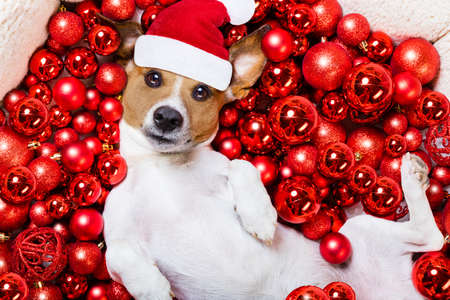jack russell terrier  dog with santa claus hat for christmas holidays resting on a xmas balls backgroundの写真素材