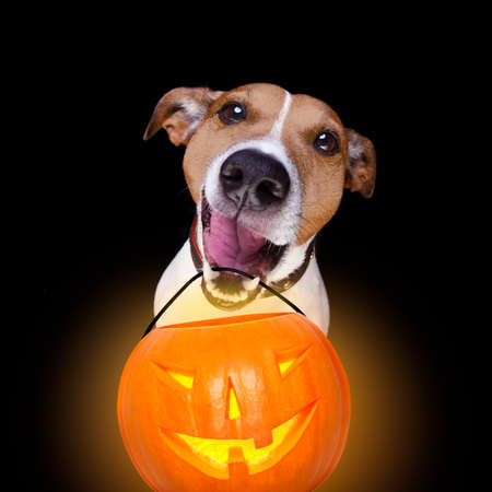 jack russell terrier dog isolated on black background looking at you  with open smacking mouth holding a pumpkin lantern light for halloweenの写真素材