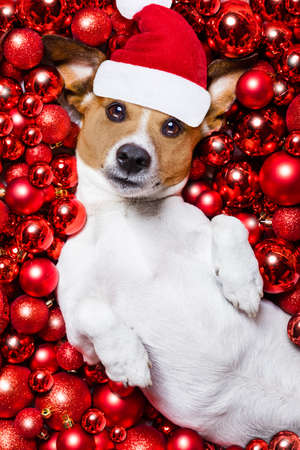 jack russell terrier  dog with santa claus hat for christmas holidays resting on a xmas balls backgroundの写真素材