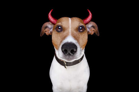 jack russell terrier dog isolated on black background looking at you  for halloween with devil hornsの写真素材