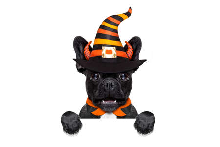 halloween  witch french bulldog  dog  dressed as a bad devil behind blank banner or placard, isolated on white backgroundの写真素材