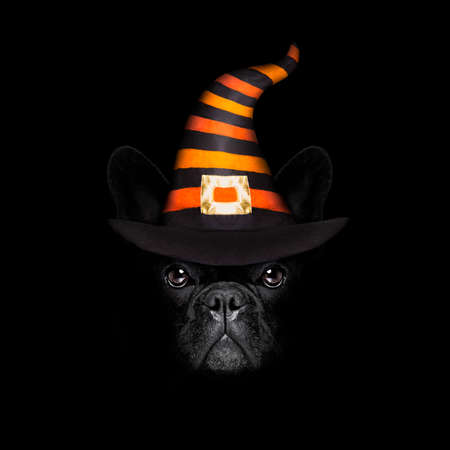 halloween  witch french bulldog  dog  dressed as a bad devil with horns, isolated on black dark dramatic backgroundの写真素材