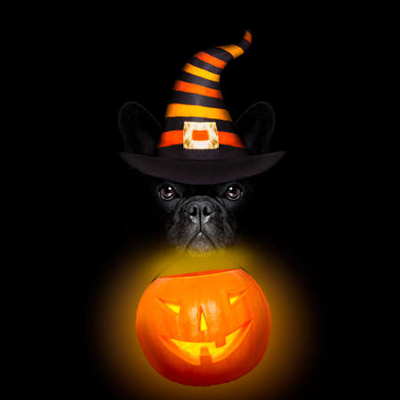 halloween  witch french bulldog  dog  dressed as a bad devil with horns, isolated on black dark dramatic backgroundの写真素材