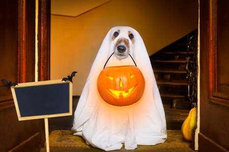 dog sit as a ghost for halloween in front of the door  at home entrance with pumpkin lantern or  light , scary and spooky with placard or bannerの写真素材