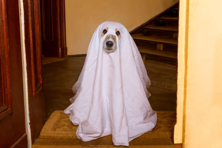 dog sit as a ghost for halloween in front of the door  at home entrance with pumpkin lantern or  light , scary and spookyの写真素材
