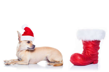 chihuahua  dog with red  christmas santa claus hat  for xmas holidays and red bootの写真素材