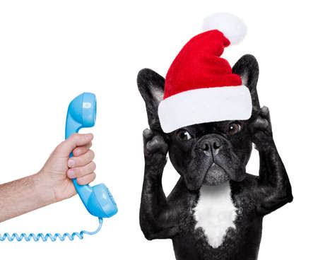french bulldog dog with red  christmas santa claus hat  for xmas holidays calling on the phone or telephoneの写真素材