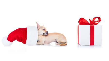 chihuahua  dog with red  christmas santa claus hat  for xmas holidays and a gift or present boxの写真素材
