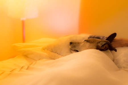 jack russell dog  sleeping under the blanket in bed the  bedroom, ill ,sick or tired, sheet covering...