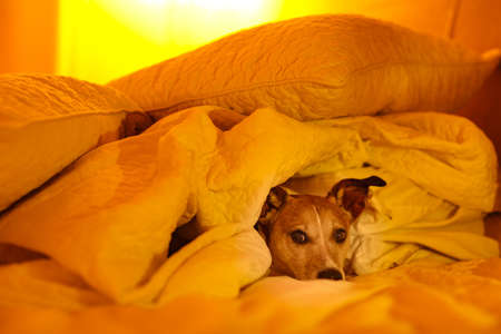 jack russell dog  sleeping under the blanket in bed the  bedroom, ill ,sick or tired, sheet covering its body (LOW LIGHT PHOTO)の写真素材