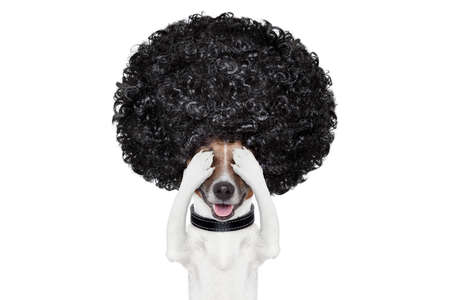 bad hair day dog ready to look beautiful at the wellness spa salon, isolated on white background, hairs gone wildの写真素材