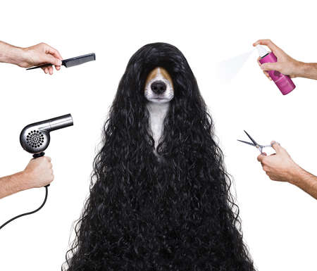 hairdresser dog ready to look beautiful by comb, scissors, dryer, and spray at the wellness spa salon, isolated on white backgroundの写真素材