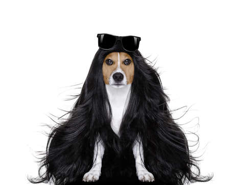 hairdresser dog ready to look beautiful by comb, scissors, dryer, and spray at the wellness spa salon, isolated on white backgroundの写真素材